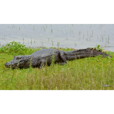 Caiman